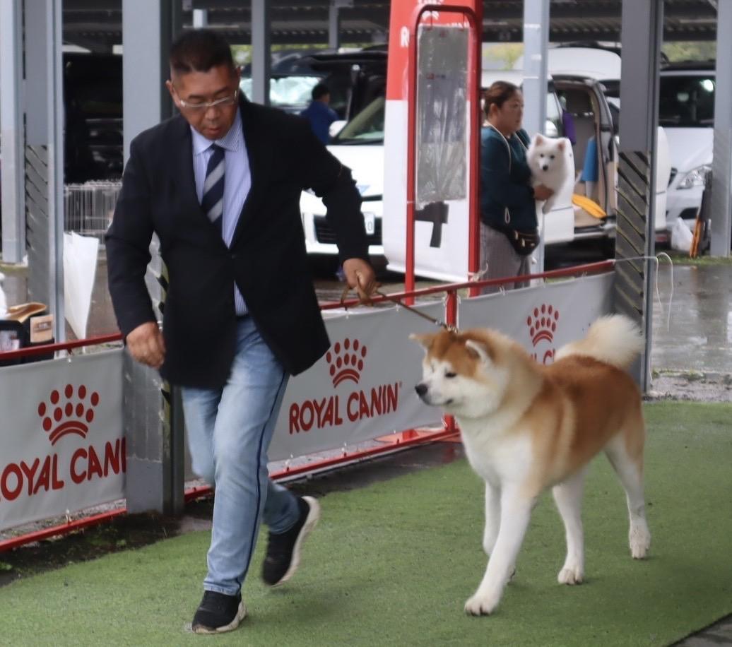 秋田犬ブリーダー 万咲久荘 代表の横井